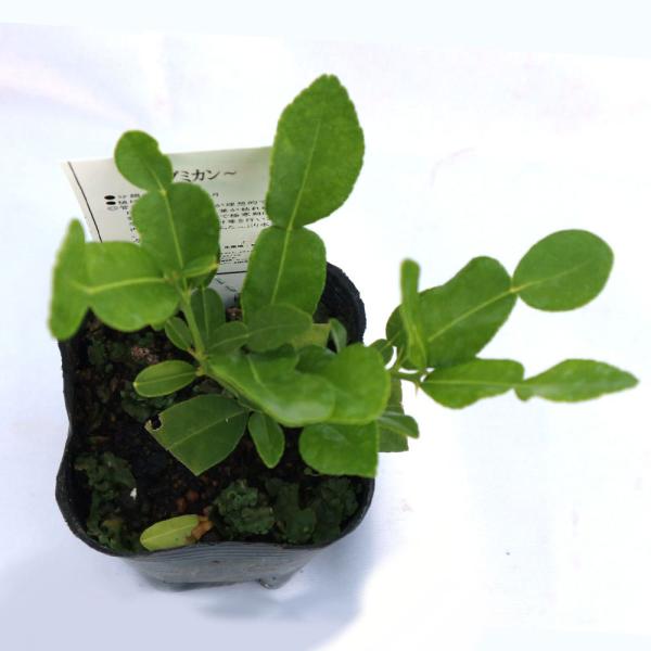 送料無料 コブミカン タイ料理には欠かせない 果樹苗 9cmポット挿し木苗 2個セット コブミカン苗 カフィアライム 柑橘苗 柑橘類 柑橘系 ヒストリックス Buyee Buyee Japanese Proxy Service Buy From Japan Bot Online