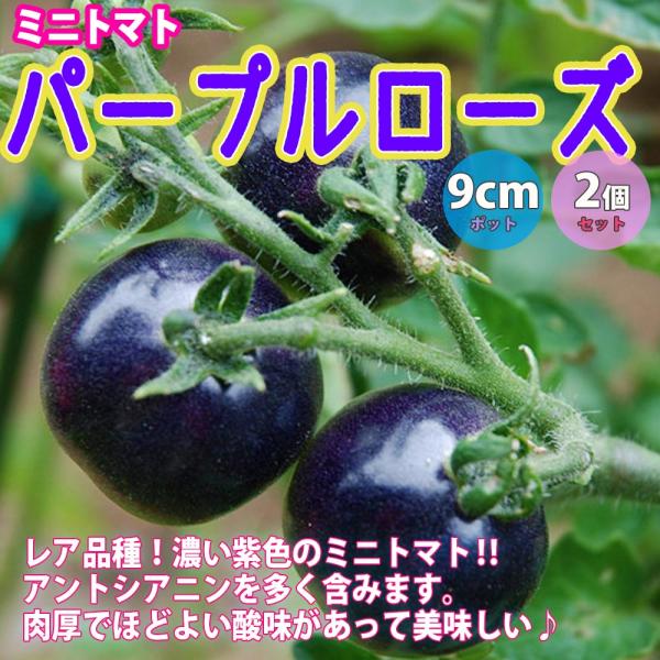 送料無料 即出荷 ミニトマト パープルローズ苗 野菜 トレンド 自根苗 9cmポット 2個セット 家庭菜園 ベランダ トマト苗 とまと苗 野菜苗 ガーデニング 紫色 簡単栽