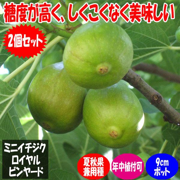 ミニイチジク ロイヤルビンヤード 果樹苗9cmポット 2個セット 夏秋果兼用種 小さめの実で皮付きのままツルっと食べれる 味も香りも良い品種 完熟すると果 1 Itanse 610 Shopooo By Gmo 通販 Yahoo ショッピング