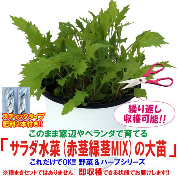 送料無料 サラダ水菜赤茎緑茎mixの大苗 野菜苗15cm硬質ポット大苗1個 肥料付き これだけでokシリーズ このまま室内窓辺や戸外のベランダで育てれる ミズ 1 Itanse 643 Shopooo By Gmo 通販 Yahoo ショッピング
