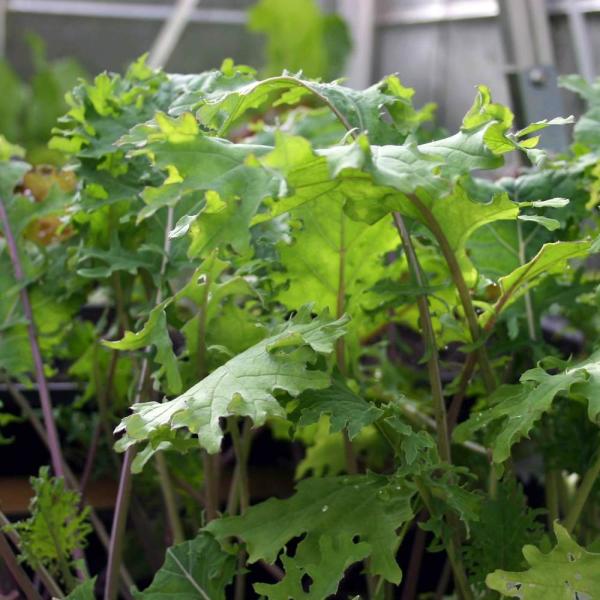 商品発送元："ITANSE農園セレクト通販"Healthy Herb &amp; Plants &amp; Foロシアンケールは非常に栄養価の高い野菜であると言われています。青汁だけでなく、葉をサラダや調理にも利用できます。葉が比較的柔らか...