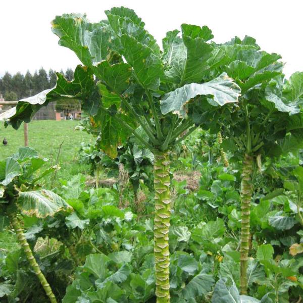 商品発送元："ITANSE農園セレクト通販"Healthy Herb &amp; Plants &amp; Foケールは非常に栄養価の高い野菜であると言われています。下葉から葉をかき取って随時収穫し、中央の茎を伸ばしていくタイプのケール。「...