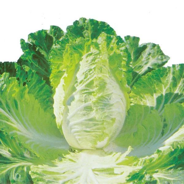 商品発送元："ITANSE農園セレクト通販"Healthy Herb &amp; Plants &amp; Foキャベツと白菜の良いところを合わせもつ中間品種です。葉の硬さは白菜に近くやわらかで、少しキャベツの風味がする美味しい葉野菜です。...
