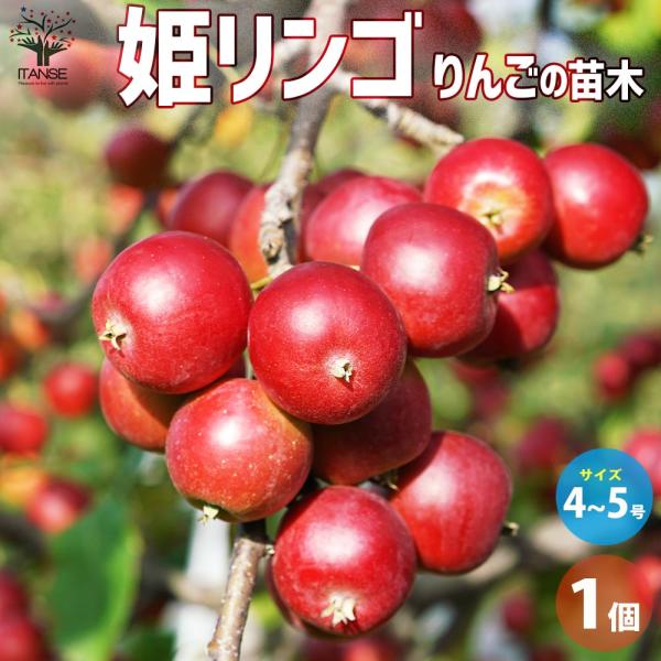 りんごの苗木 姫りんご【果樹の苗木 4〜5号ポット／1個売り