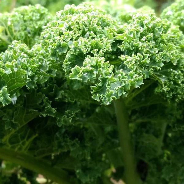 商品発送元："ITANSE農園セレクト通販"Healthy Herb &amp; Plants &amp; Foフラワー・ガーデニング、ガーデニング、苗物、野菜サラダだけでなく、煮込んでも炒めてもおいしいカーリーケール。ブロッコリーよりも手...