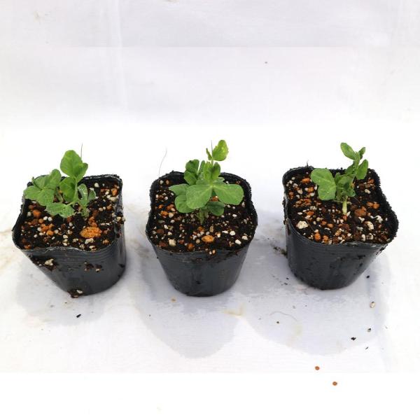 すずなり肉厚スナップエンドウ豆 春植えタイプの苗 野菜苗9cmポット お買い得6個セット 春野菜 夏野菜 春植えプランター栽培 収穫 苗 ベランダ プランター 家 1 Itanse 752 Shopooo By Gmo 通販 Yahoo ショッピング