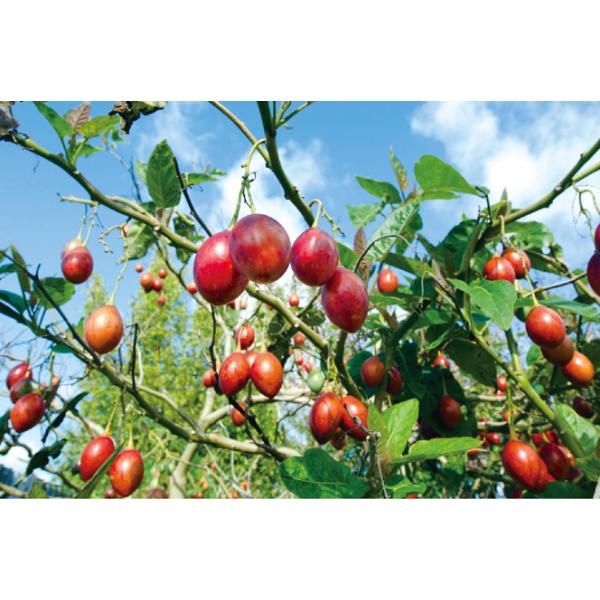 送料無料 即出荷 トマトの木 タマリロ の苗 果樹 自根苗 10 5cmポット 2個セット タマリロ苗 たまりろ苗 家庭菜園 露地栽 ベランダ 予約販売 ガーデニング 果樹苗