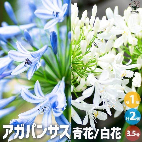 アガパンサス set苗 ネコポス 気温が月曜から少しあがるので下がったら アガパンサス set苗 ネコポス 気温が月曜から少しあがるので