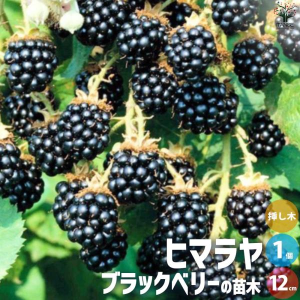 ボイセンベリー　抜き苗 とげなし ボイセンベリー 」 苗 苗木 9cmポット キイチゴ 木苺