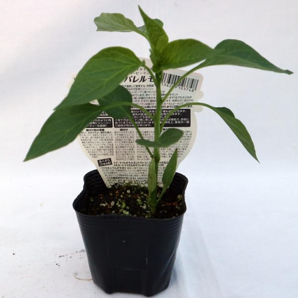 送料無料 即出荷 フルーティーピーマン スイートパレルモ 黄色実 の苗 9cmポット自根苗 苗 果菜 お買い得16個セット 野菜苗 By パレルモ苗 パプリカ苗 ピーマン苗 家 1 Itanse 7 Shopooo By Gmo