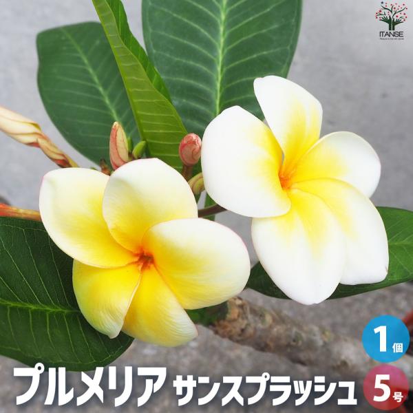 プルメリア苗木 品種：サンスプラッシュ【花苗 5号鉢／1個売り