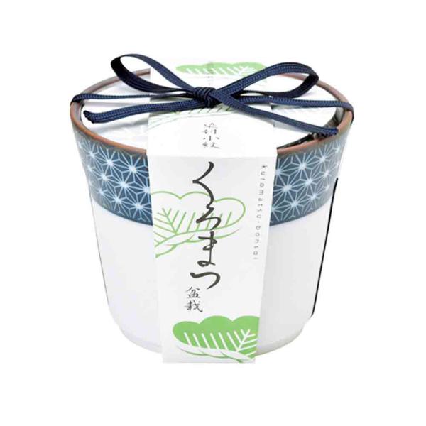 商品発送元："ITANSE農園セレクト通販"Healthy Herb &amp; Plants &amp; Foフラワー・ガーデニング、ガーデニング、種子・球根、栽培セット【セット内容】小鉢：1個(高さ：8.8cm直径：9.2cm)種：1袋...