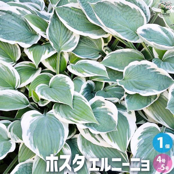 ホスタ エルニーニョ【花苗 4〜5号ポット／1個売り】