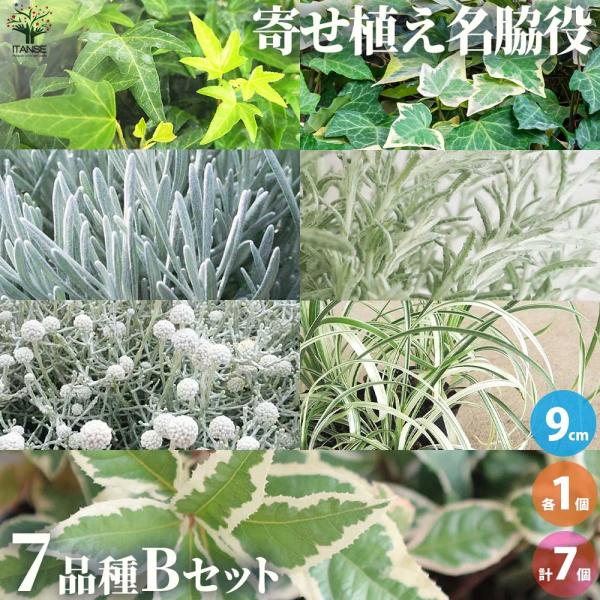 商品発送元："ITANSE農園セレクト通販"Healthy Herb &amp; Plants &amp; Foフラワー・ガーデニング、ガーデニング、苗物、花【セット内容】シザーヘデラ9cm：1個シルバーヘデラ9cm：1個ヘリクリサムコルマ...