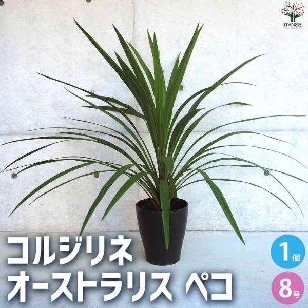 高さ約１３０㎝ドライガーデンにおすすめのコルジリネ・オーストラリスペコ 高さ約130㎝ドライガーデンにおすすめのコルジリネ