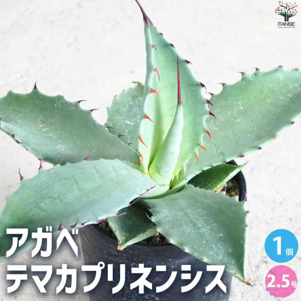 アガベ　テマカプリネンシス　大株　格安 アガベ テマカプリネンシス 【多肉植物 2.5号鉢／1個売り】 : shopooo