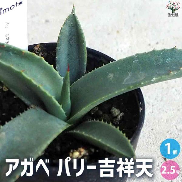 アガベ パリー吉祥天 【多肉植物 2.5号鉢/1個売り】 : shopooo アガベ パリー吉祥天 【多肉植物 2.5号鉢/1個売り】 : shopooo