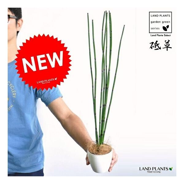 商品発送元：LAND PLANTSフラワー・ガーデニング坪庭や和モダンな空間にピッタリ♪
