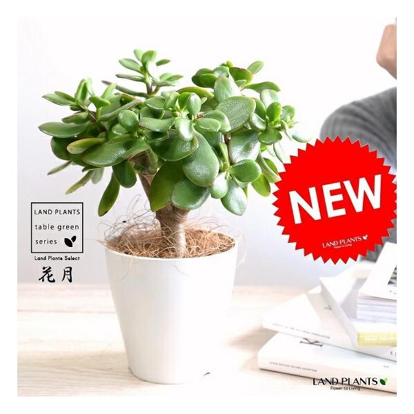 itempost_1-landplants3-1042