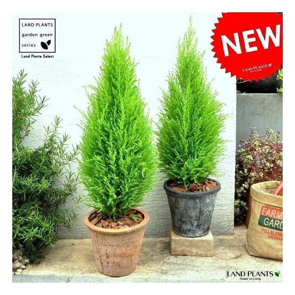 商品発送元：LAND PLANTSフラワー・ガーデニング病害虫も少なく強い種類の樹です。　　                             　　　　   お庭のシンボルツリーとして使われることが多いです。