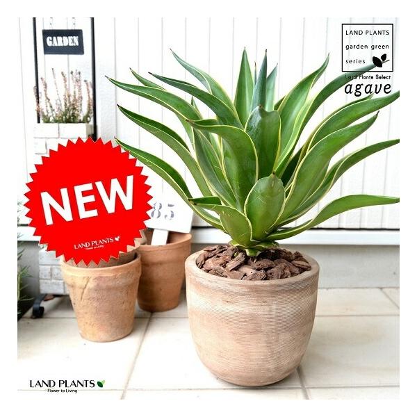 アガベ（ベネズエラ） デザインの良い テラコッタ鉢 横縞（バーク