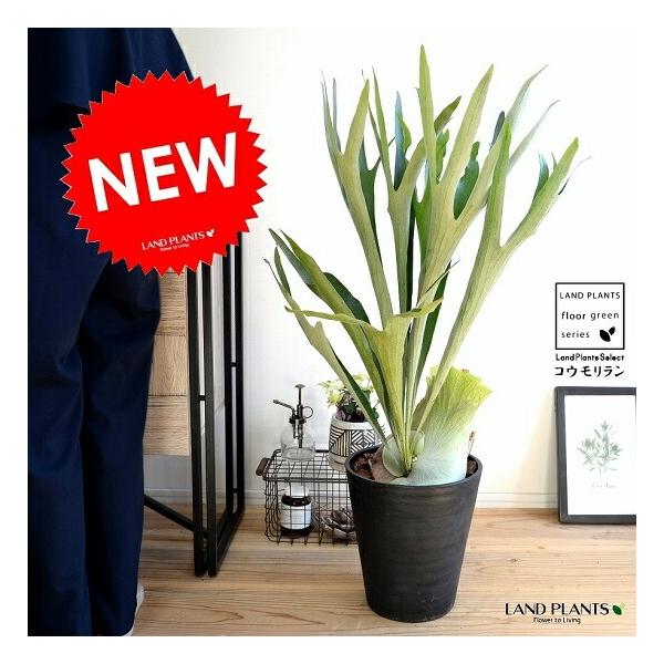 itempost_1-landplants3-2705