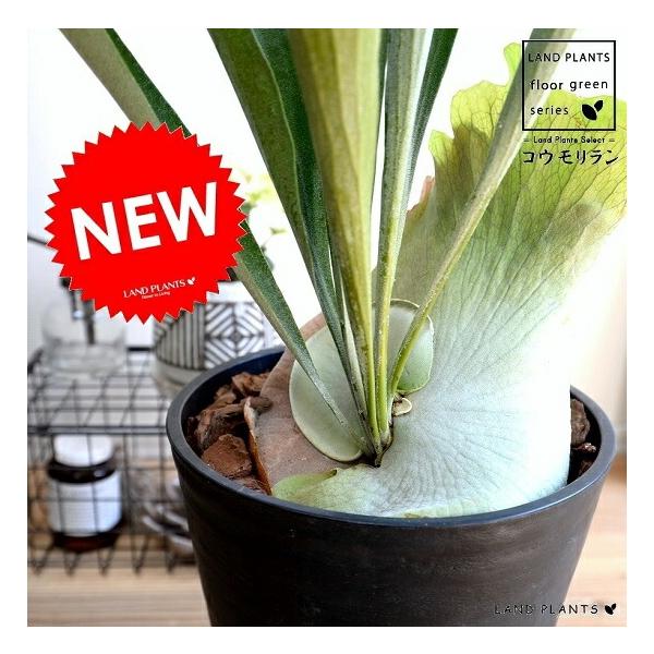itempost_1-landplants3-2706