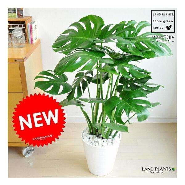 モンステラ 白色 セラアート鉢 8号 （天然石：白色） 鉢植え 鉢 陶器