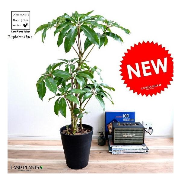 ［現品］79番　ツピタンサス　8号　観葉植物　室内　大型　おしゃれ　シェフレラ ツピタンサス 黒色 セラアート鉢 8号 鉢植えシェフレラ ピュックレリ