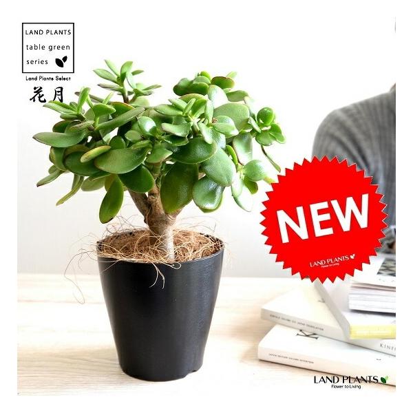 【お試し】 カネノナルキ（花月：カゲツ） 黒色 プラスチック鉢 4号 カネノナルキ 金のなる木 カゲツ ベンケイソウ 多肉植物 多肉質 多肉 鉢植え 苗 苗木 観葉植