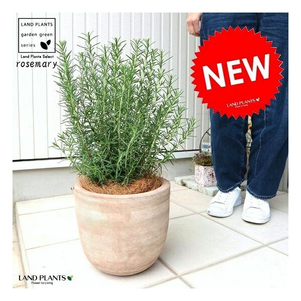 商品発送元：LAND PLANTSフラワー・ガーデニング*お水をあげれば・ぐんぐん成長します！*　　　冬も外でOK♪『 爽やかな香りのローズマリー　テラコッタセットでお庭にアクセントを♪ 』植替えいらずが◎ ●虫よけ効果あり！　●お料理に使...