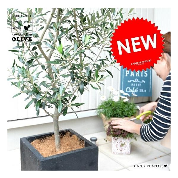 商品発送元：LAND PLANTSフラワー・ガーデニング●メッセージカード無料です。　●ラッピング無料です。●新居お祝いギフトに最適！● お引越しのお祝いとして大人気です！●植替え不要　●ココファイバー付き　●育て方カード付き『 オリーブの...