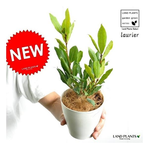 商品発送元：LAND PLANTSフラワー・ガーデニング病害虫も少なく強い種類の樹です。　　ローリエは、ゲッケイジュの葉を乾燥させた香辛料です。                             　　　　お庭のシンボルツリーとして使わ...