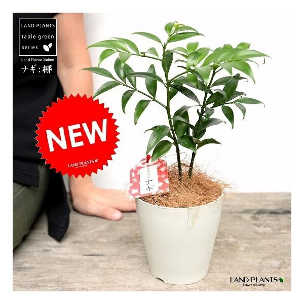 商品発送元：LAND PLANTSフラワー・ガーデニング『 熊野のご神木　とっても縁起の良い　ナギの苗木です♪  』　　　　　　　●メッセージカード無料です。　●ラッピング無料です。●合格祈願に最適！*プレゼントにもってこい* おすすめです...