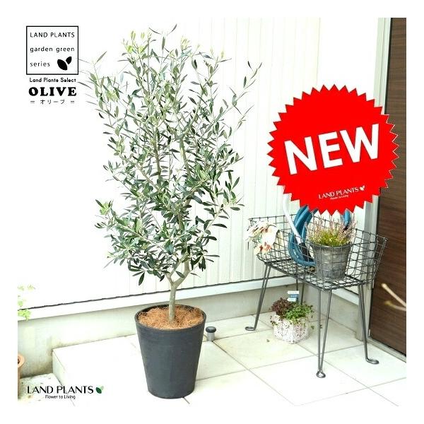 オリーブ 8号 （黒色） セラアート鉢 鉢植え【ココファイバー・育て方