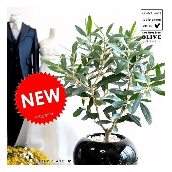商品発送元：LAND PLANTSフラワー・ガーデニング卓上サイズのオリーブを育てませんか♪結婚式でご両親へのプレゼントに選ばれています♪感謝の気持ちを素敵なオリーブでお届けしませんか♪　虫も寄せ付けず　お手入れ簡単です。　　　↓　　↓　　...