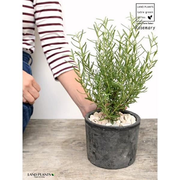 商品発送元：LAND PLANTSフラワー・ガーデニング万能で育てやすいハーブ不動の人気【ローズマリー】