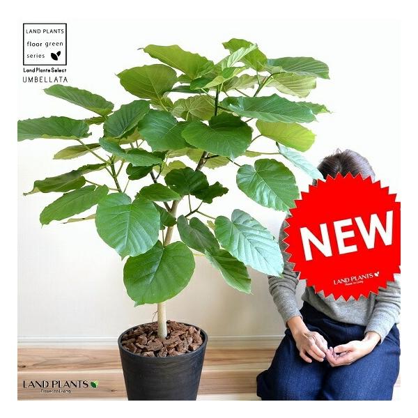 ウンベラータ 8号 ブラック セラアート鉢 鉢植え 大型 観葉植物 （自然