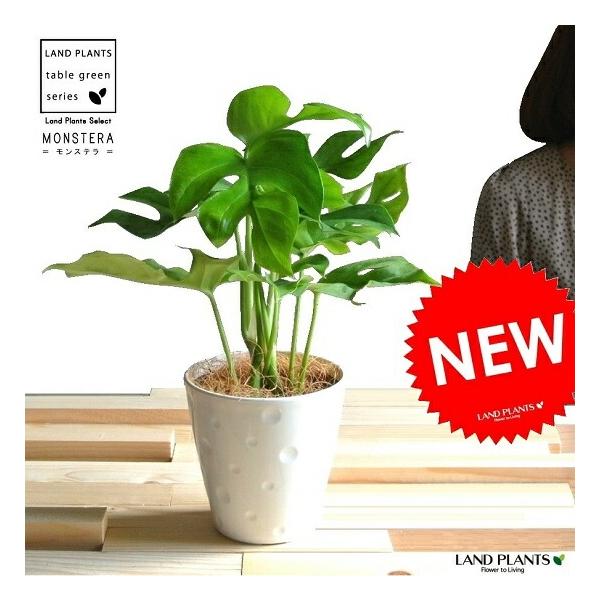 商品発送元：LAND PLANTSフラワー・ガーデニング『 植物を育てるのが苦手 』そんな人にオススメします！    安心して育てられるよう、育て方のカードを一緒にお届けいたします。