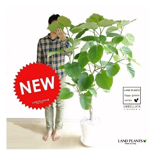 ウンベラータ 10号サイズ 白セラアート鉢に植えたフィカス