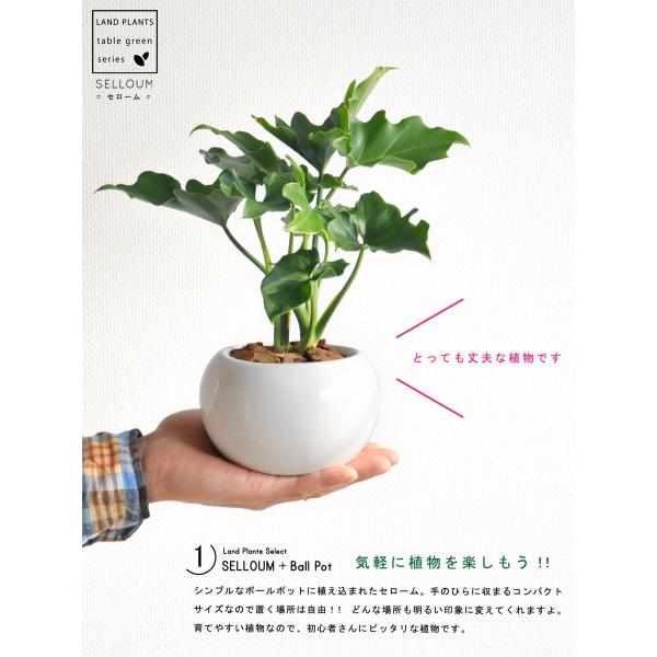 itempost_1-landplants3-514