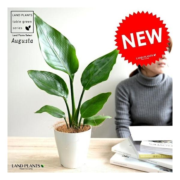 商品発送元：LAND PLANTSフラワー・ガーデニング『 コンパクトサイズのオーガスタ　卓上にピッタリサイズがGood!! 』　　　　　　　　　『 美しいシルエット 』 オブジェの様な樹形です♪★ プレゼントにも最適です ★table g...