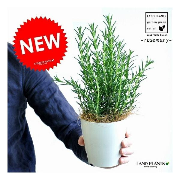 商品発送元：LAND PLANTSフラワー・ガーデニング●植替え不要　●ココファイバー付き　●白鉢カバー付き『 オシャレなローズマリーを育てませんか？　ベランダやお庭に素敵なワンポイントを！ 』　爽やかな香りが特徴のハーブです！丈夫で育てや...