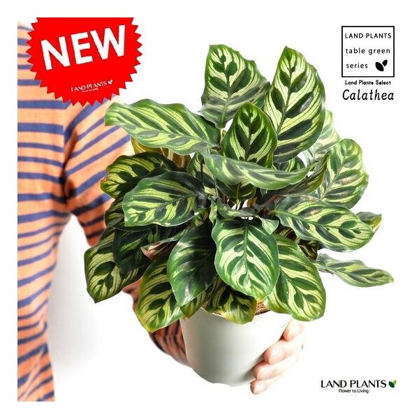 LAND PLANTS『カラテア マコヤナ 』