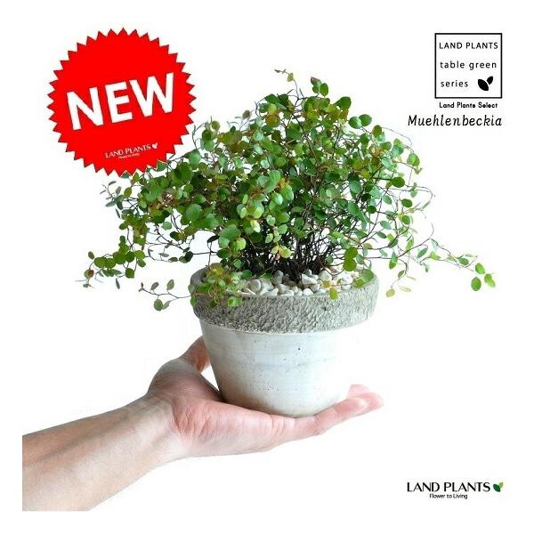 ワイヤープラント。陶器大の鉢植え。 ワイヤープランツ 石模様のセメントポット Mサイズ 陶器鉢 つる性の
