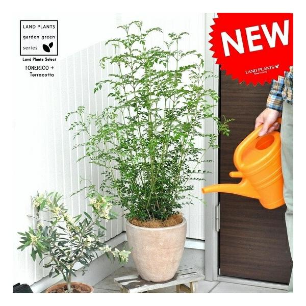 希少。絶品シマトネリコ単木3.0M(鉢底から)【584】 希少。絶品