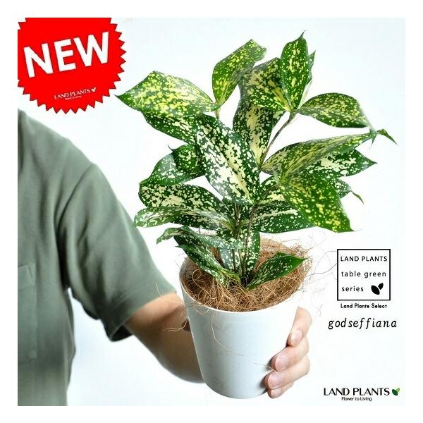itempost_1-landplants3-999