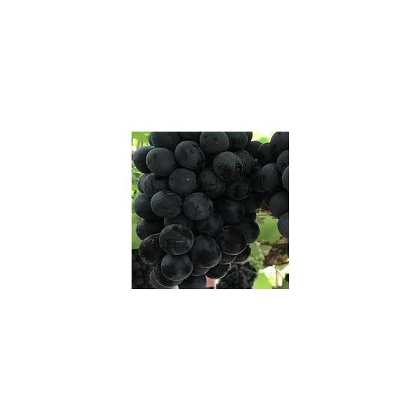 【どんどん収獲中！農家さんから直送】茨城県八郷産★開田ぶどう園の葡萄【ＢＫシードレス（種なし）】１．２ｋｇ（2房）箱入り