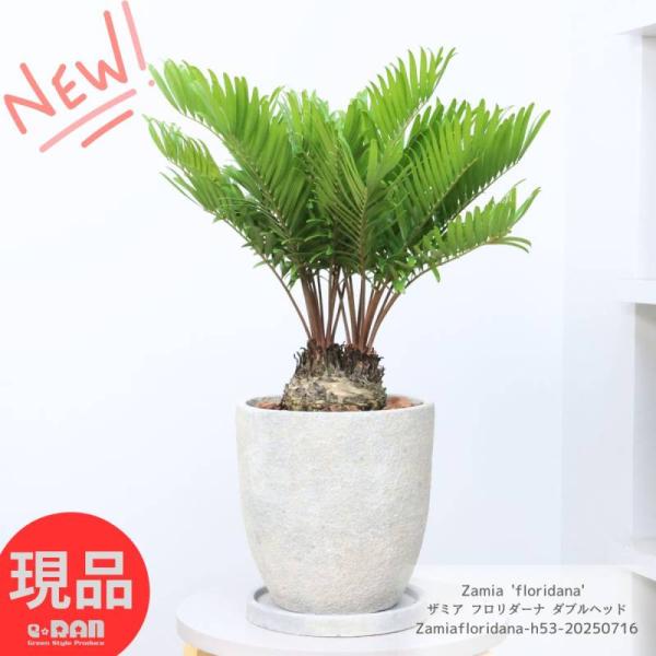 ザミア　フロリダーナ　７号鉢つき　4頭❗ 現品］ザミア フロリダーナ 7号 蘇轍 観葉植物 室内 レア 細葉