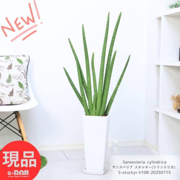 観葉植物 極太 サンスベリア スタッキー(シリンドリカ) 2株仕立 高さ約